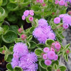 Ageratum houstonianum 'Wesagbubl'