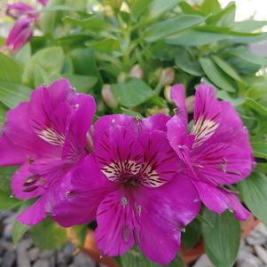 Alstroemeria x 'Zapritama'