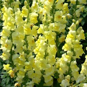 Antirrhinum majus 