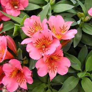 Alstroemeria x 'Zapriella'