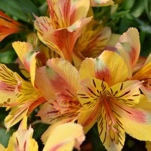 Alstroemeria x 'Zapriari'