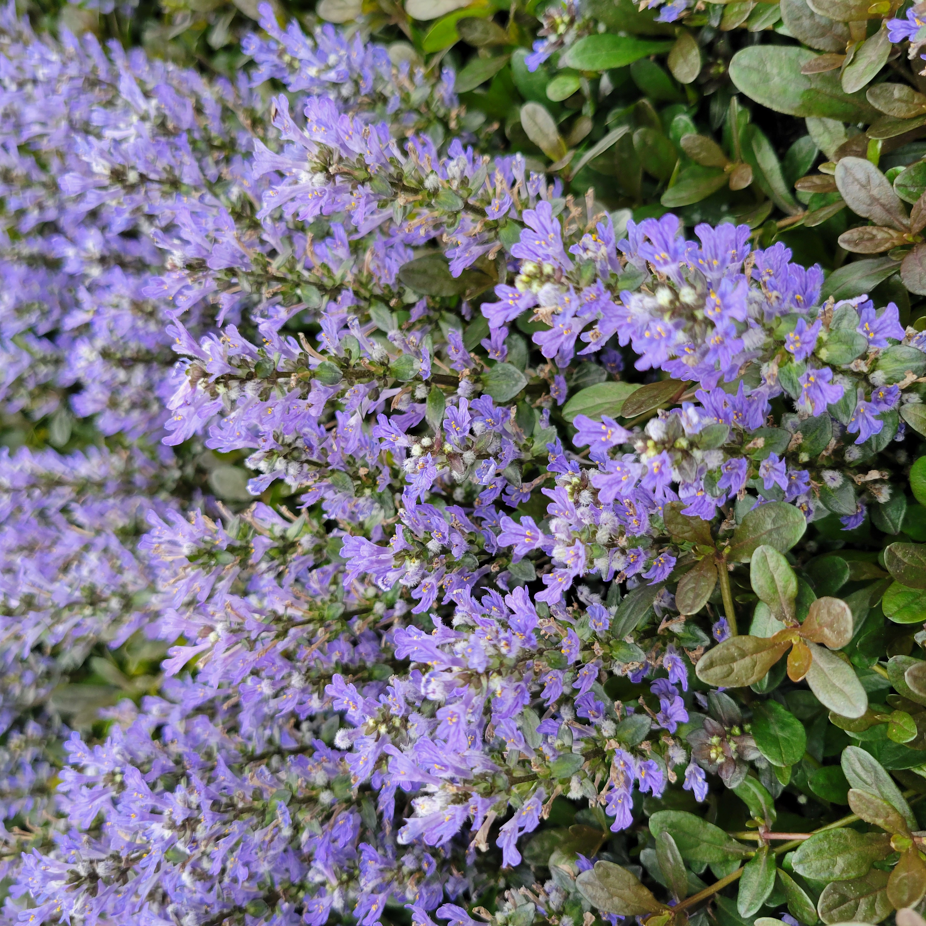 Ajuga reptans 'Blueberry Muffin'