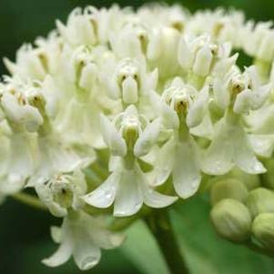 Asclepias Incarnata 'Milkmaid'