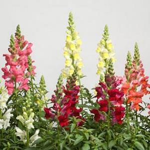 Antirrhinum majus 