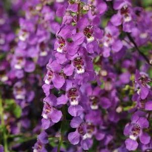 Angelonia angustifolia 'PAS1180781'