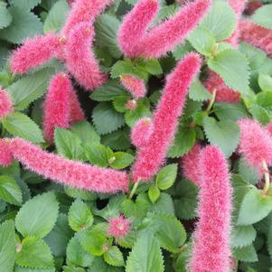 Acalypha pendula 