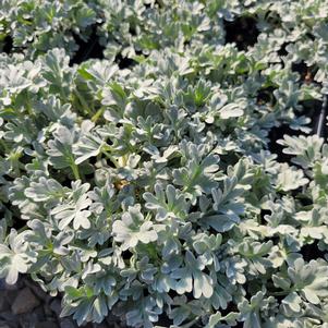 Artemesia stelleriana 'Broughton Silver'