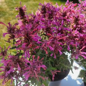 Agastache x 'Rosie Posie'