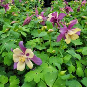 Aquilegia x hybrida 'PAS1258488'