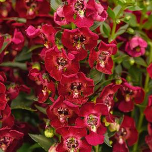 Angelonia angustifolia 'Balarcsang'