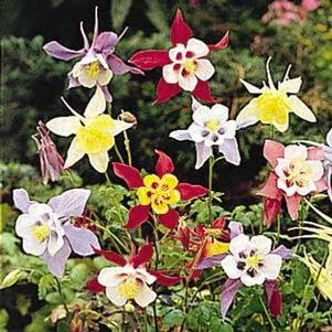 Aquilegia caerulea 'Biedermeier Mix'