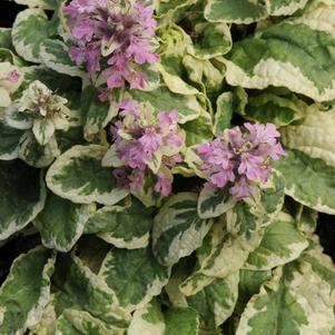 Ajuga reptans 'Pink Lightning'