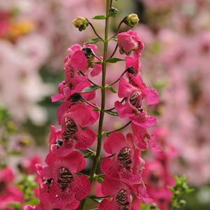 Angelonia angustifolia 'Balarcrose'