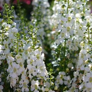 Angelonia angustifolia 'Balarcwite'