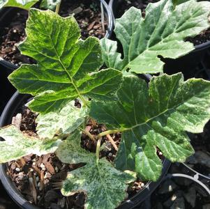 Acanthus x 'Whitewater'