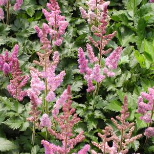 Astilbe chinensis 'Vision in Pink'