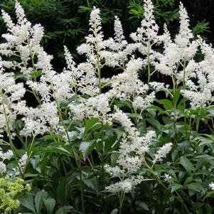 Astilbe chinensis 'Vision in White'