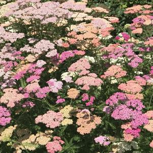 Achillea millefolium 