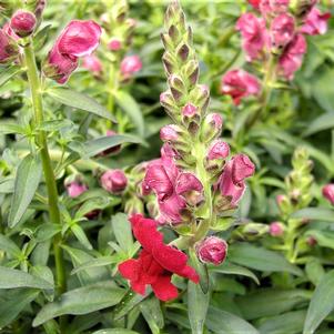 Antirrhinum majus 