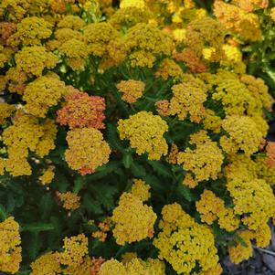 Achillea millefolium 'FLORACHYE2'