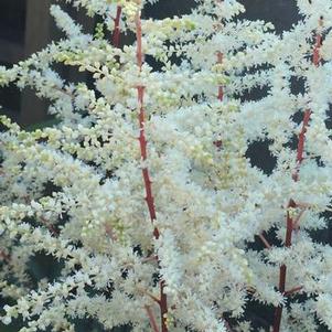 Astilbe x arendsii 'Cappuccino'