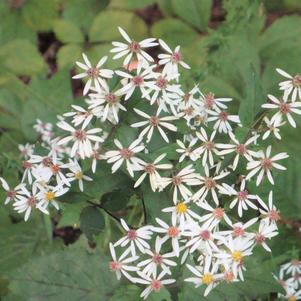 Aster divaricatus 