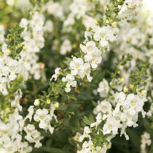 Angelonia hybrid 'Anwhitim'