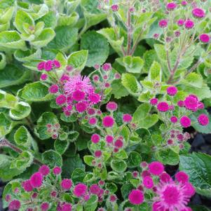 Ageratum houstonianum 'Wesagburo'