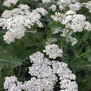 Achillea millefolium 'Balvinwite'