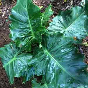 Alocasia x 'Low Rider'