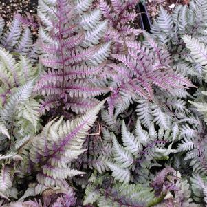 Athyrium niponicum var. pictum 'Regal Red'