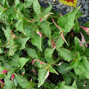 Alternanthera ficoidea 'Party Time'