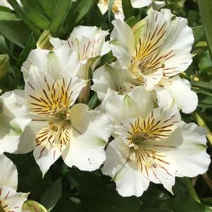 Alstroemeria x 'Zapriclair'