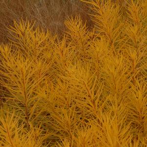 Amsonia hubrichtii 'Butterscotch'