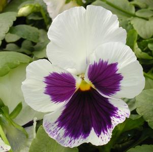 Viola x wittrockiana 