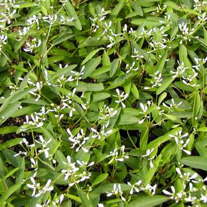 Euphorbia hypericifolia 'Breathless™ White'
