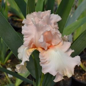 Iris germanica 'Beverly Sills'