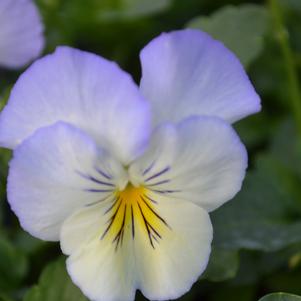 Viola x wittrockiana 