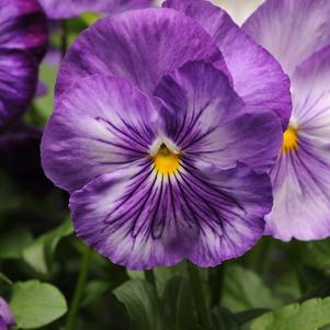 Viola x wittrockiana 'PAS882882'