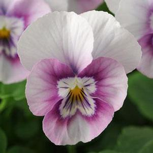 Viola cornuta 'PAS912446'