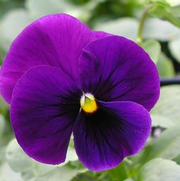 Viola x wittrockiana 'PAS770616'