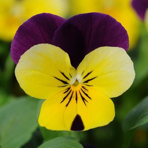 Viola cornuta 'PAS733574'