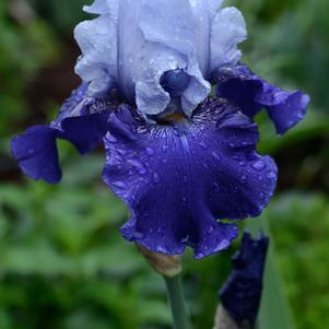 Iris germanica 'Best Bet'
