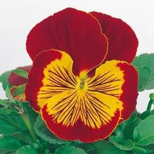 Viola x wittrockiana 'Whiskers Red Gold'