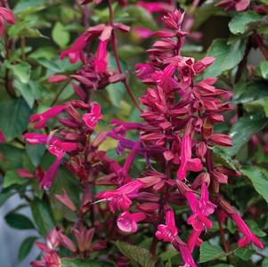Salvia hybrida 'Wendy's Wish'