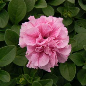 Petunia x hybrida 'Kirimaji Double Pink'