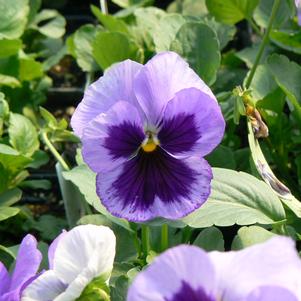 Viola x wittrockiana 'PAS419918'