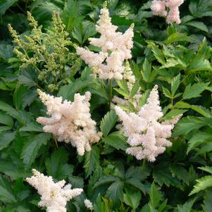 Astilbe x arendsii 'Sister Theresa'