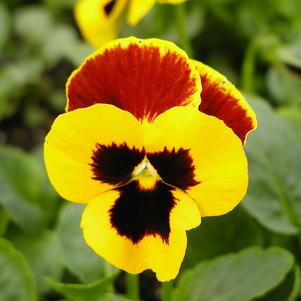 Viola x wittrockiana 'PAS1305296'