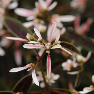 Euphorbia hypericifolia 'Breathless™ Blush'